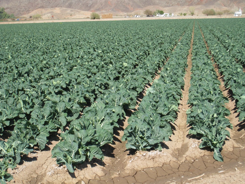 Agriculture in Yuma, Arizona American Countryside